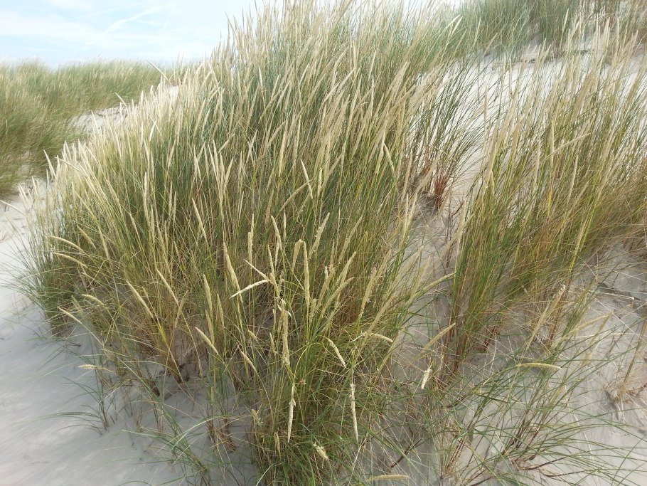 Ammophila arenaria