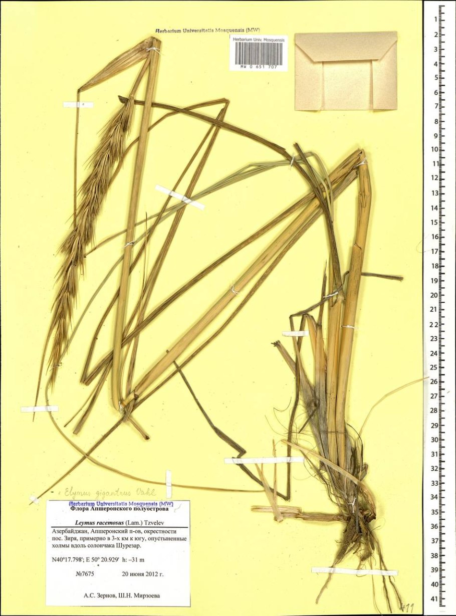 Колосняк виргинский