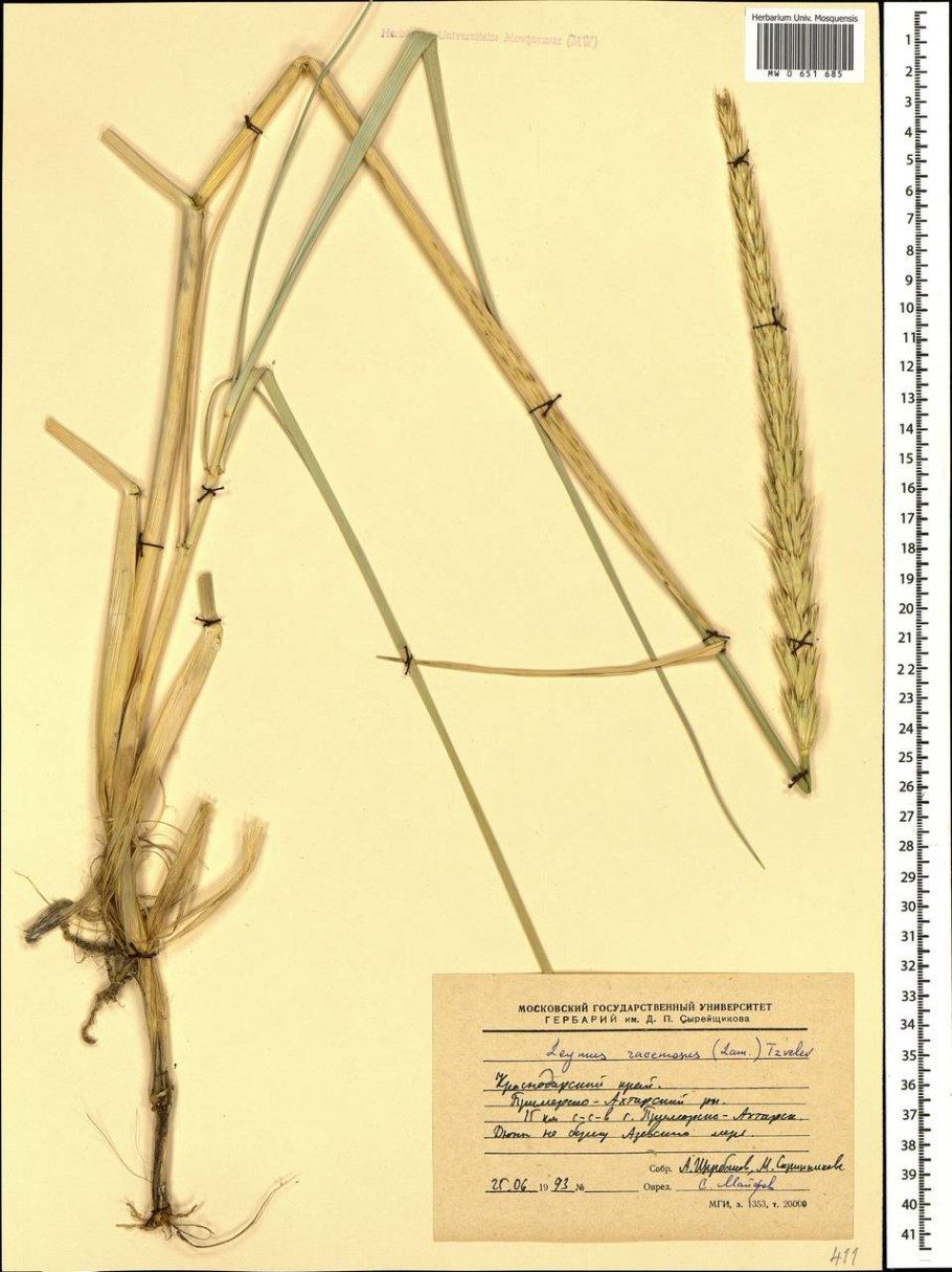 Рожь посевная гербарий