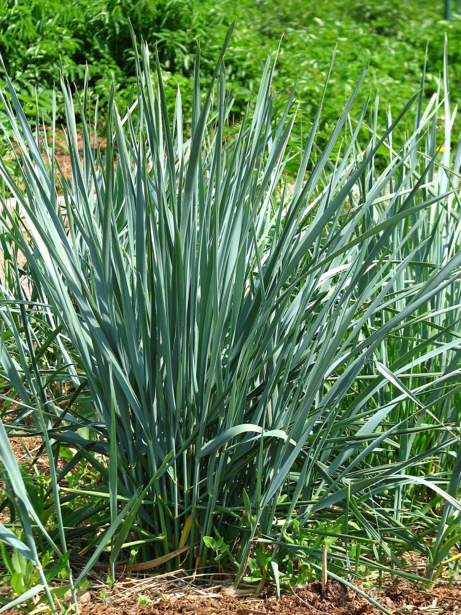 Колосняк элимус песчаный