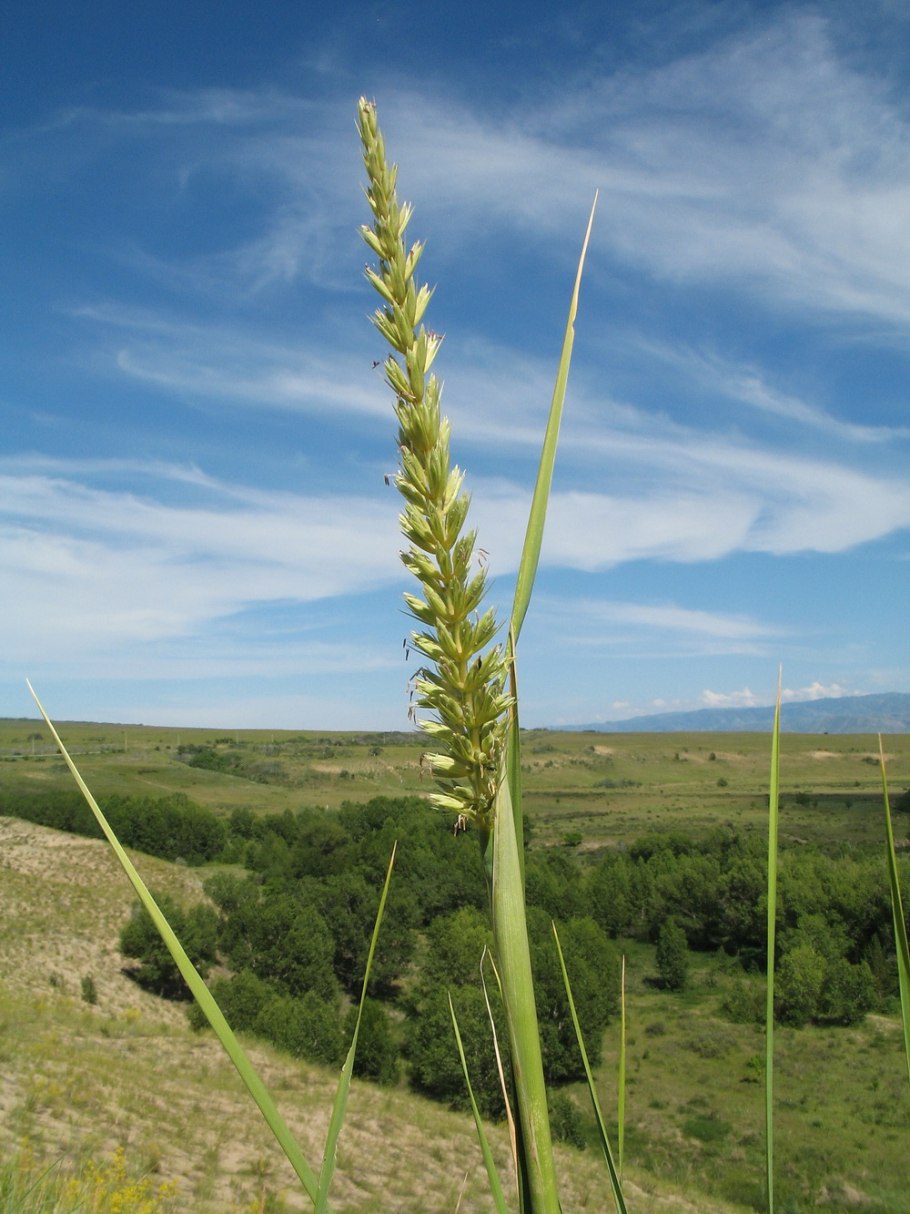 Осока Песчаная растет в дюнах