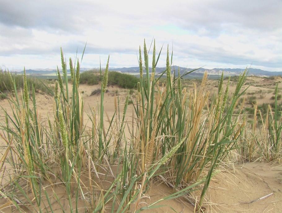 Колосняк растение пустыни