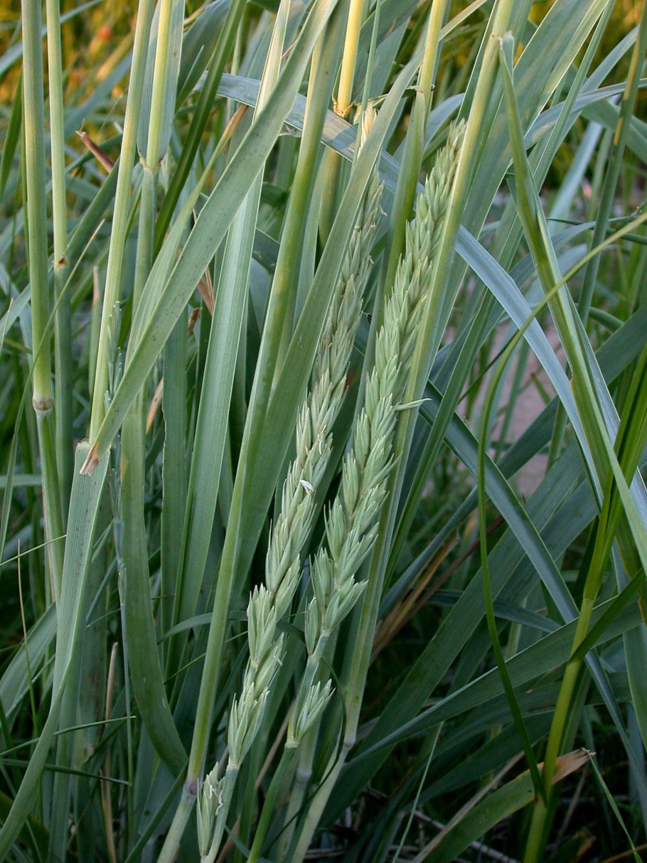 Колосняк (Элимус) песчаный