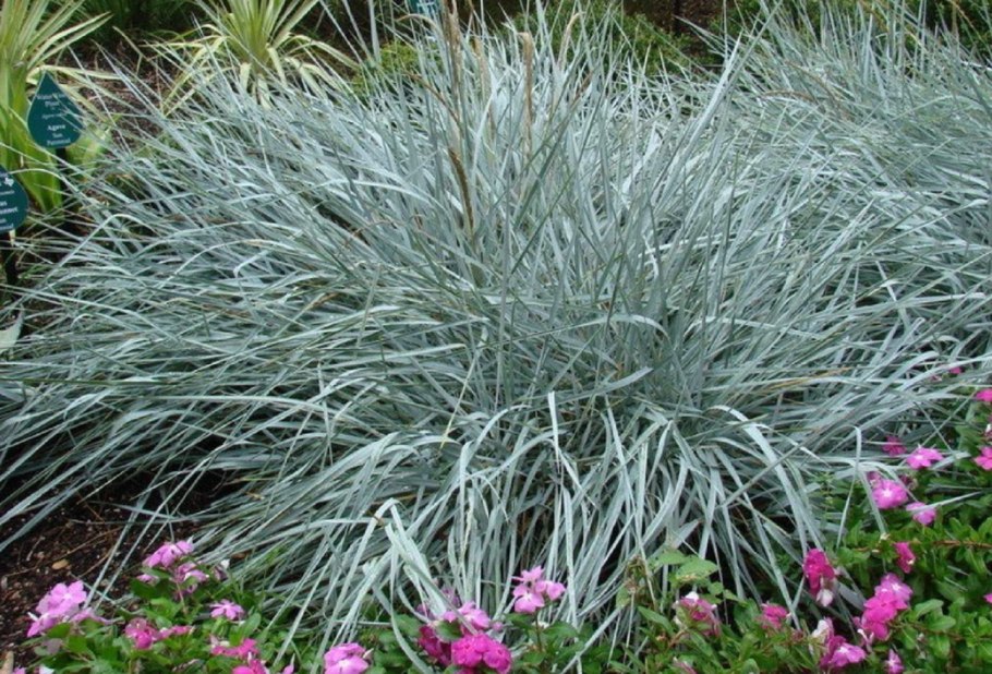 Колосняк песчаный элимус голубой