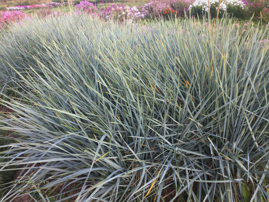 Колосняк (Элимус) песчаный