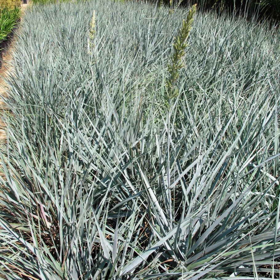 Пырейник Сибирский, Волоснец Сибирский