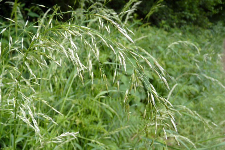 Пырейник волокнистый