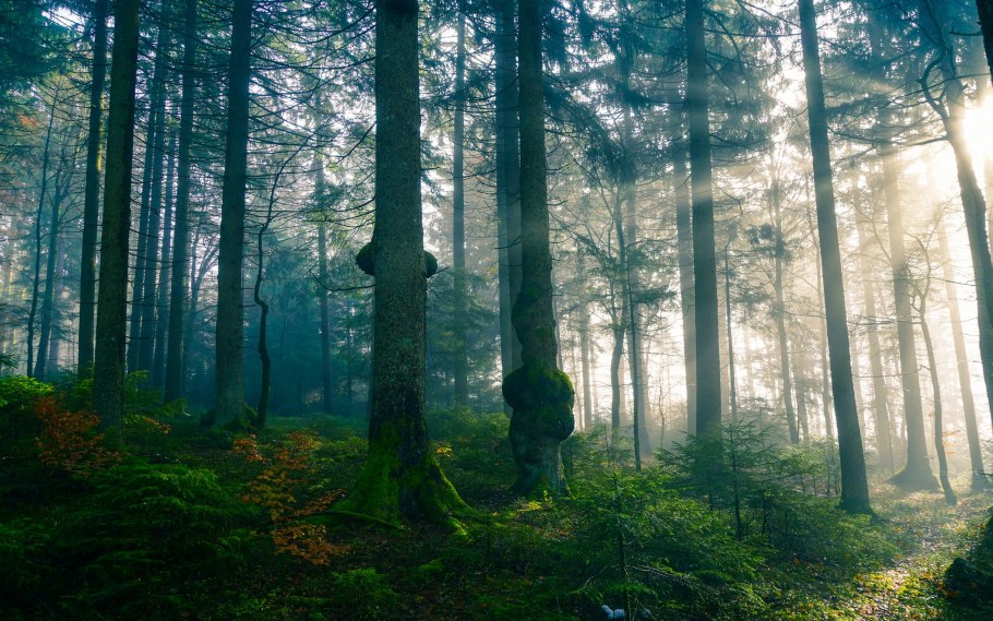 Смешанный лес