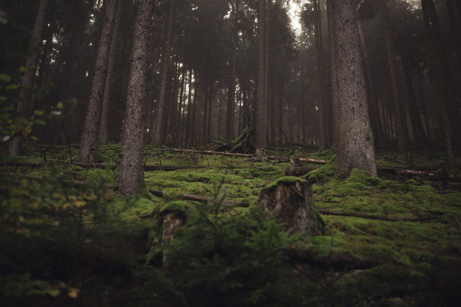 Тайга Сосновый Бор