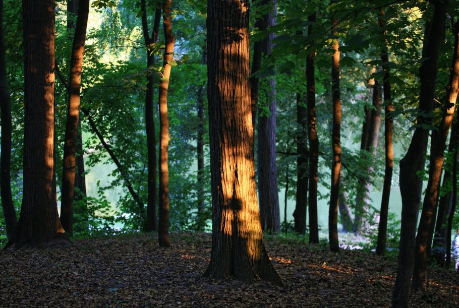 Темнохвойный ельник