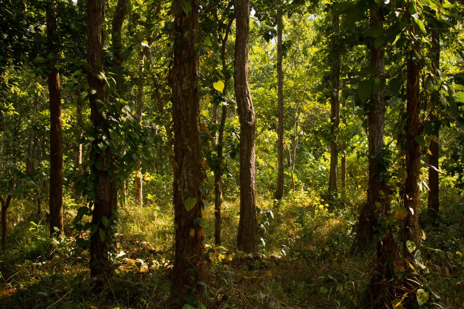 Лес изнутри