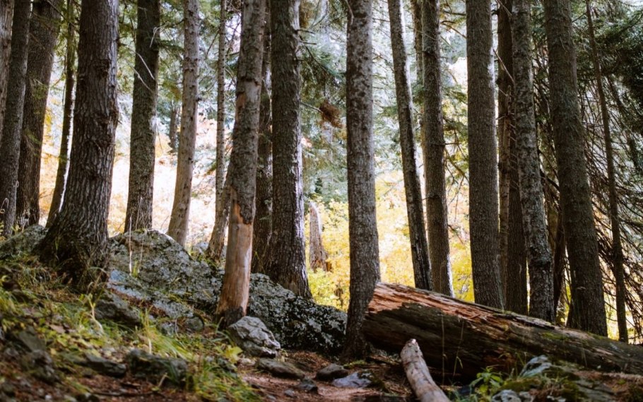 Природа лес