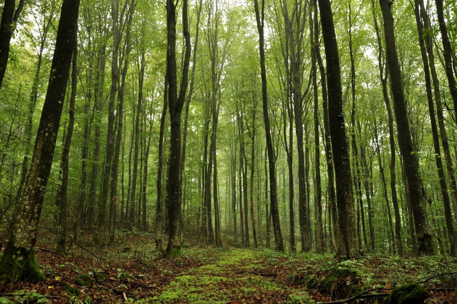 Temperate coniferous Forest