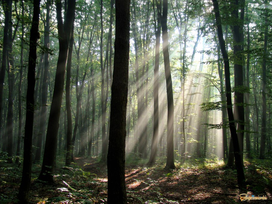 Тайга внутри леса