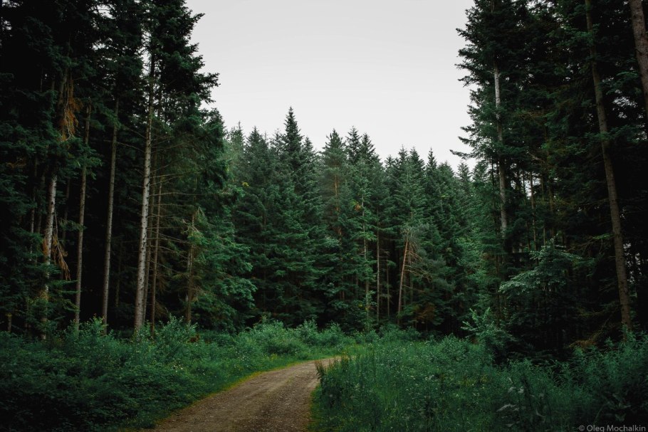 Тайга хвойный Бор НЕПРОХОДИМАЯ