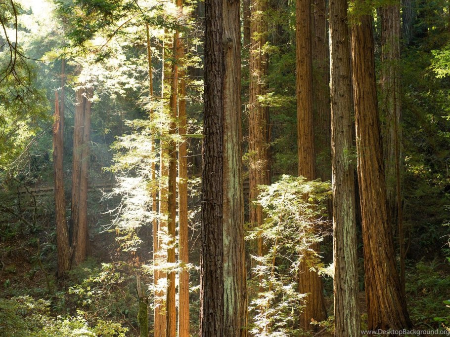 Национальный парк редвуд калифорния