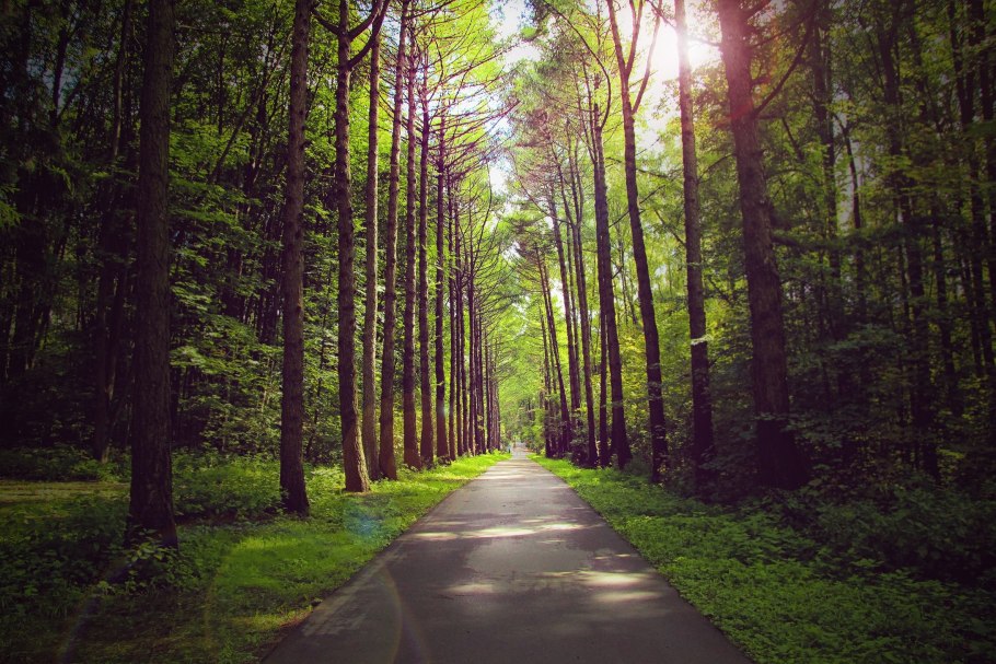 Еловый лес Сумрачный