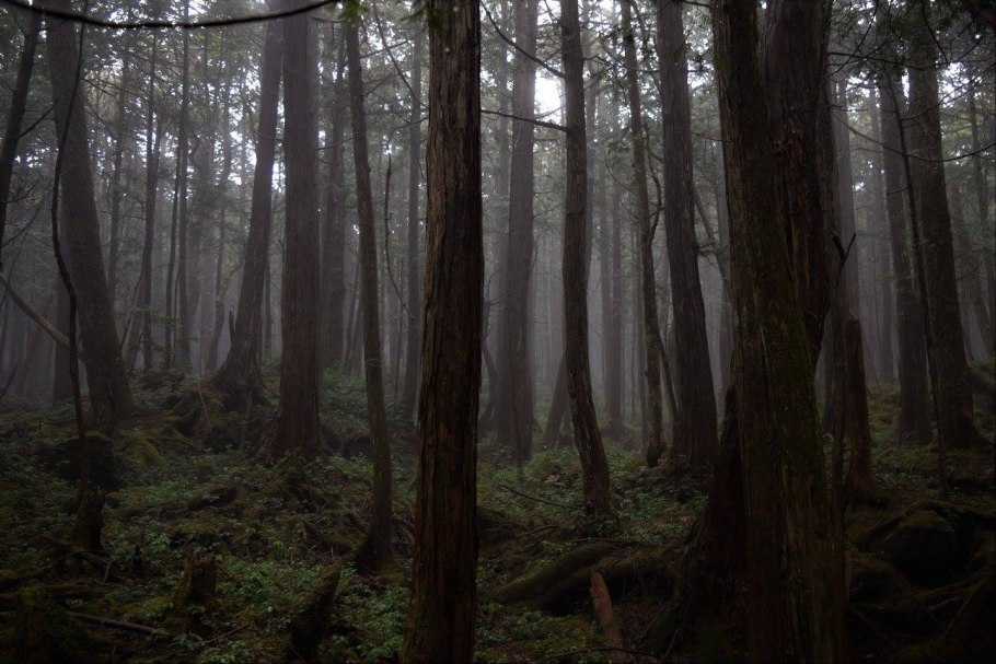 Лес самоубийц аокигахара