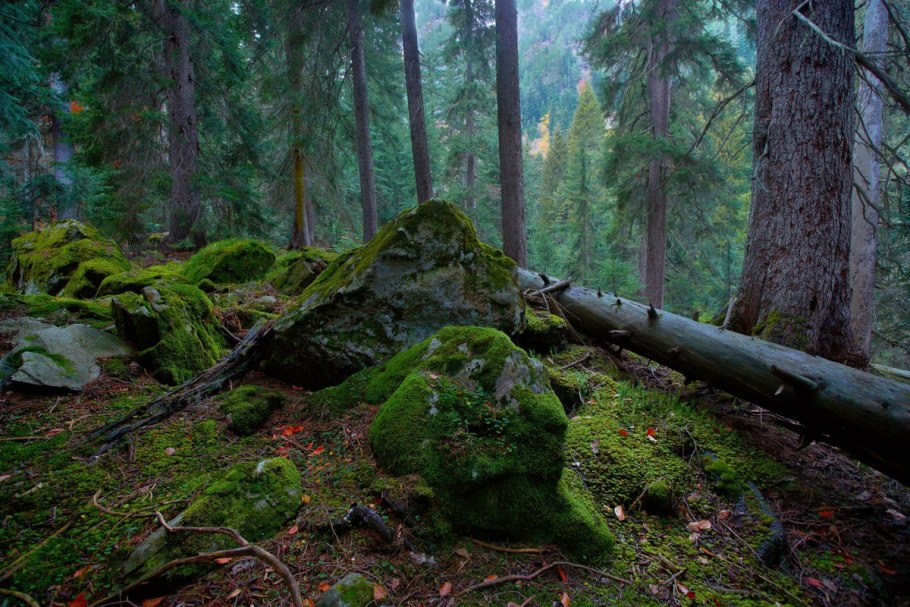 Красивый лес