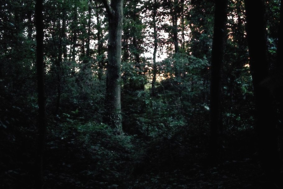 В лесу ночью