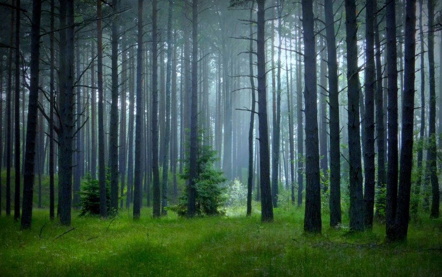 Мрачный лес