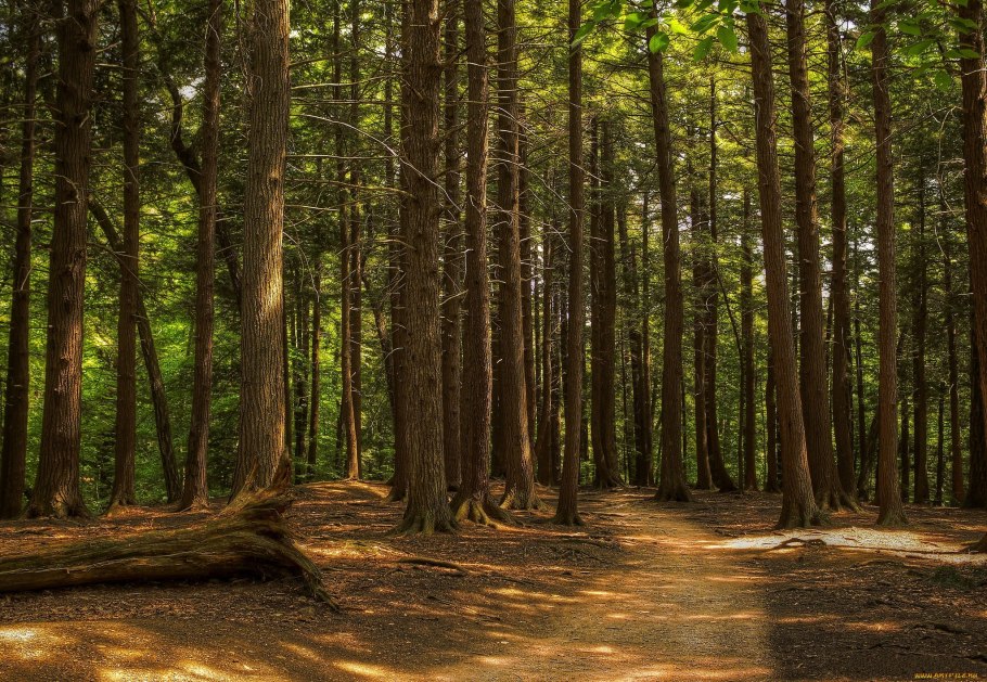 Машук хвойный лес