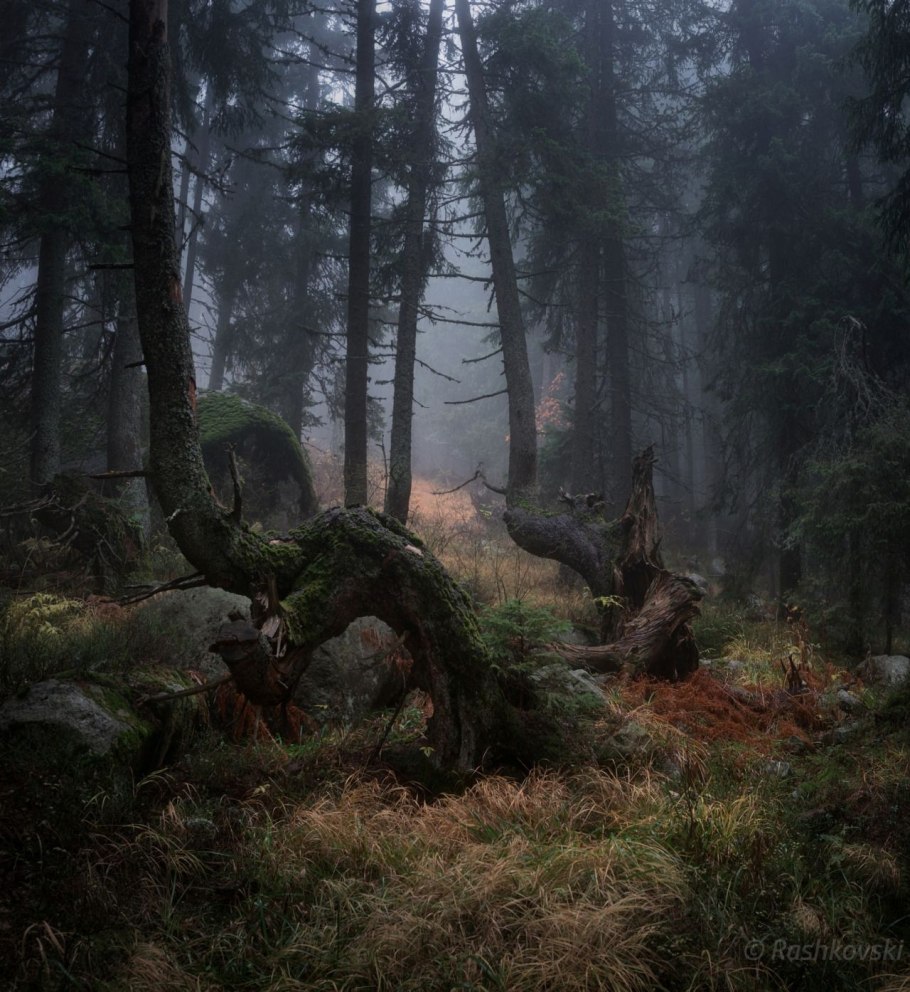 Дремучая темнохвойная Тайга