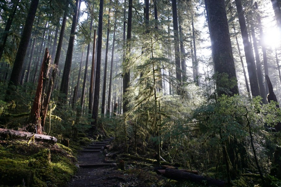 Лес с густым подлеском