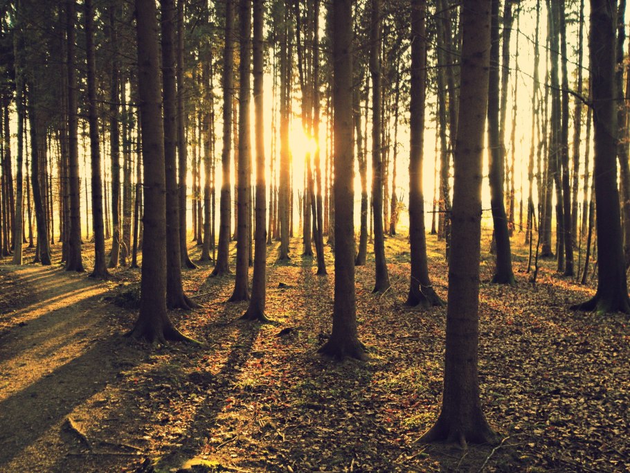 Сосновый лес изнутри