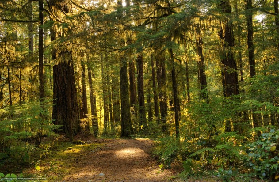 Тайга внутри леса