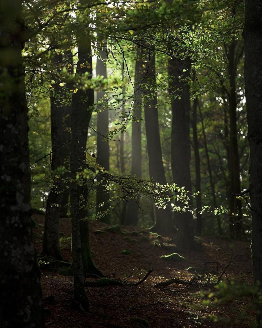 Сосновый Бор 4k