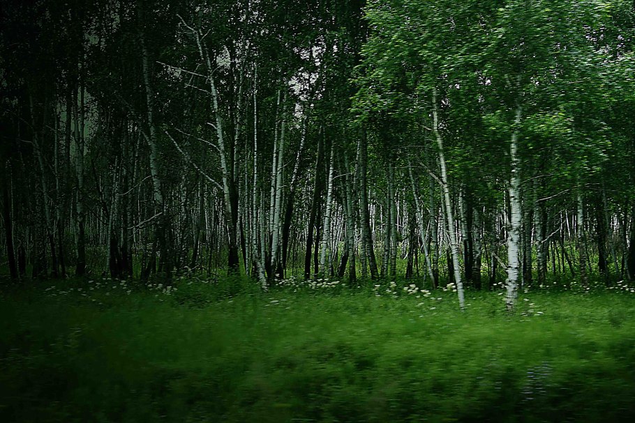 Борн Вуд хвойный лес