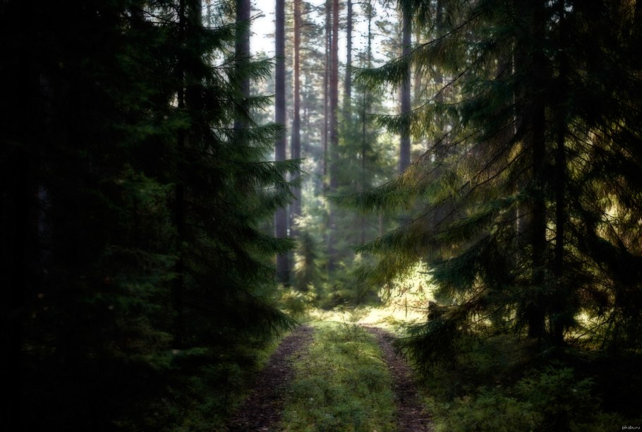 Лес внутри