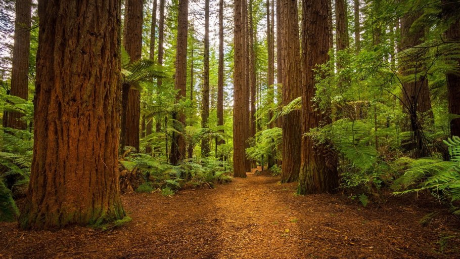 Redwood national and state parks