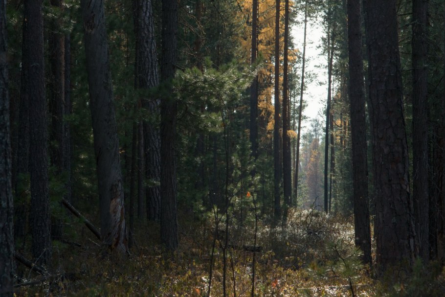 Сосновый лес в Ленинградской области