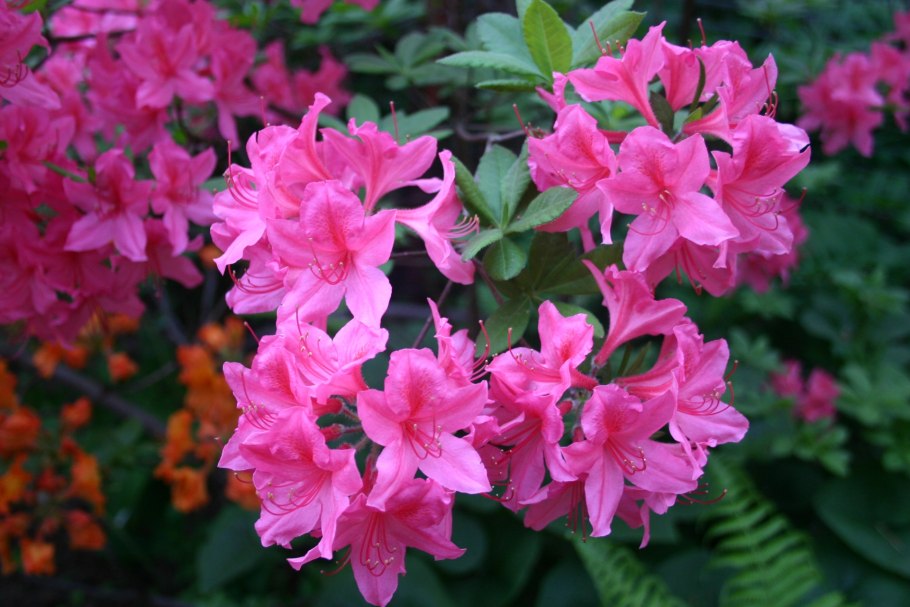 Рододендрон Busuki