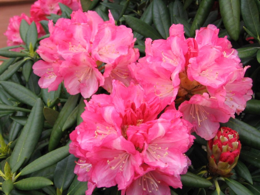 Рододендрон костерианум