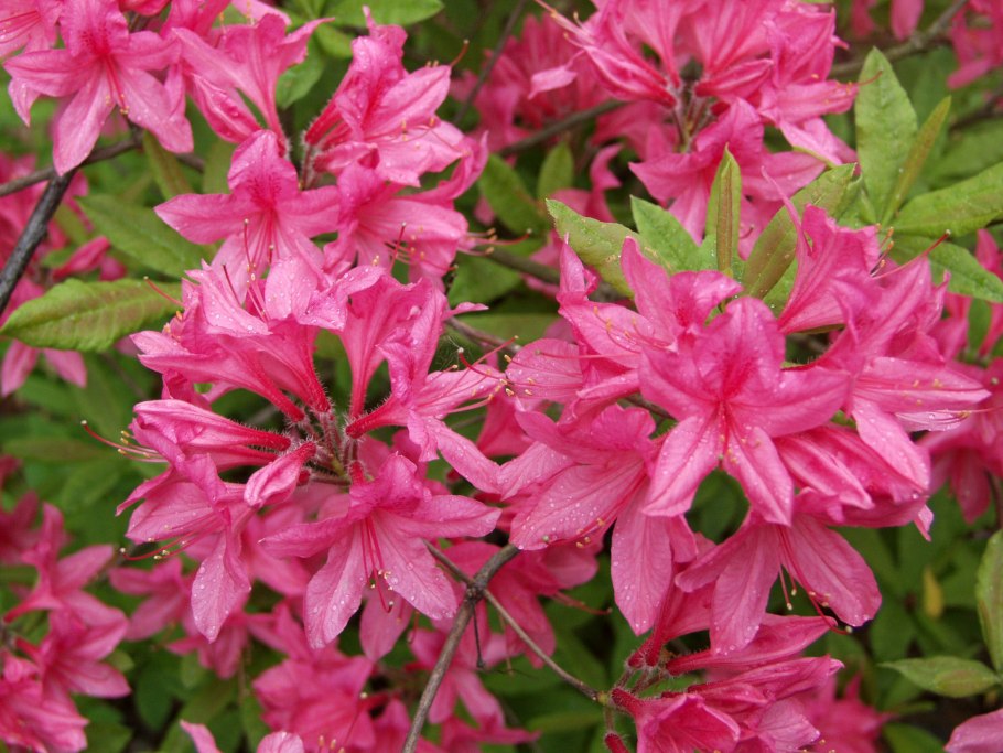 Рододендрон костерианум