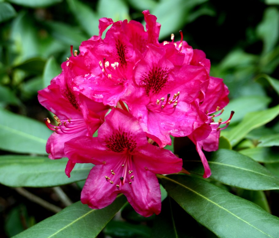 Рододендрон Hydon Velvet