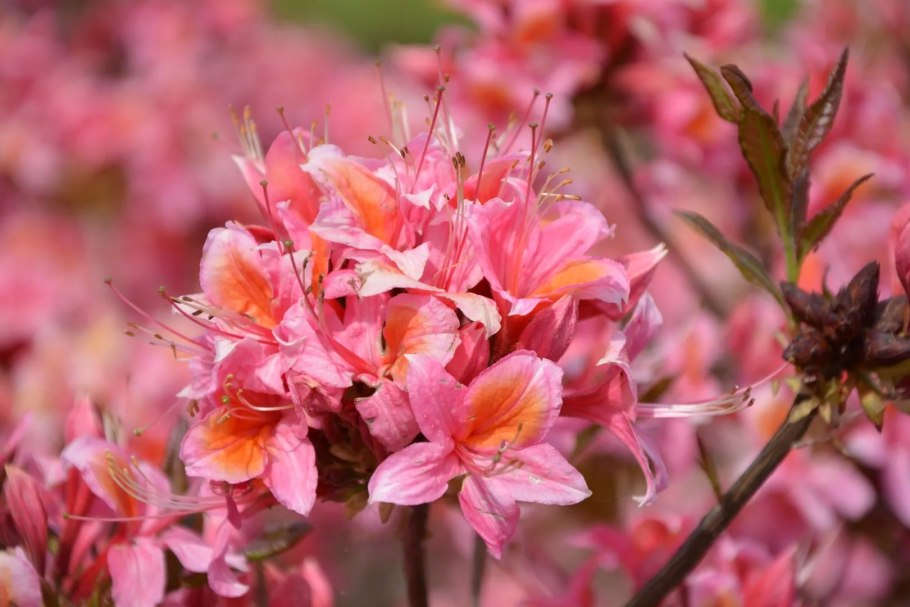 Рододендрон катевбинский