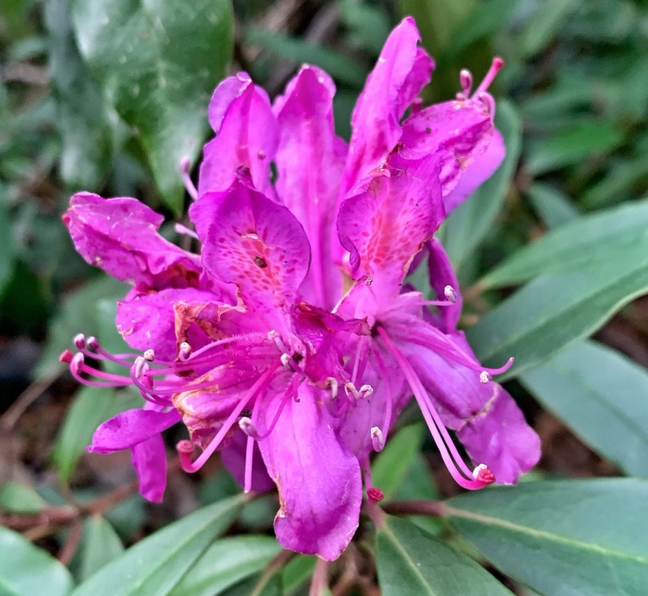 Рододендрон Саффрон