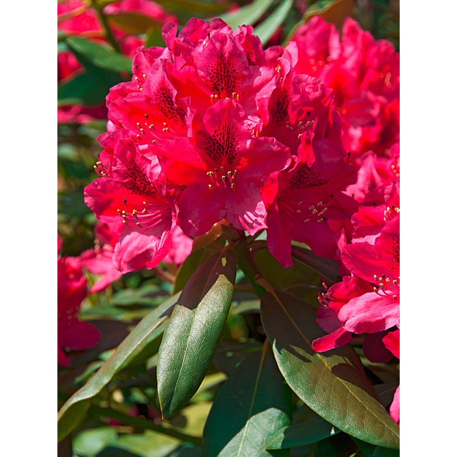 Рододендрон гибридный Rasputin