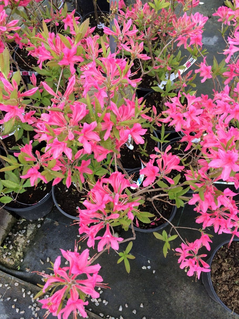 Рододендрон Понтийский