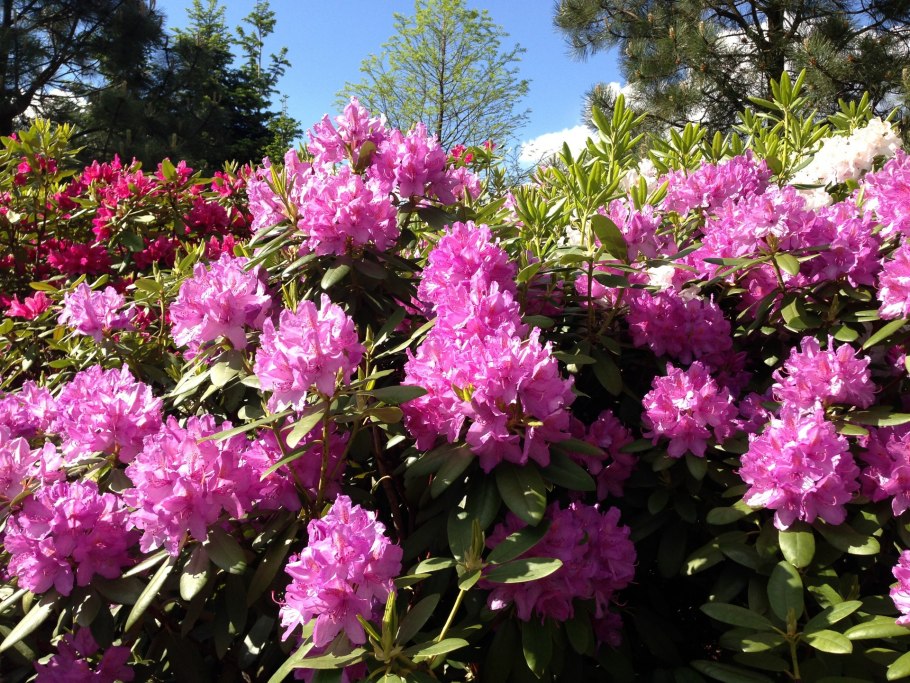 Рододендрон гибридный Hellikki