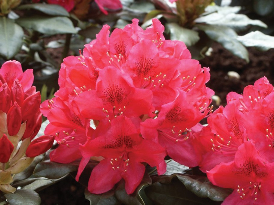 Рододендрон Розеум Элеганс вечнозеленый