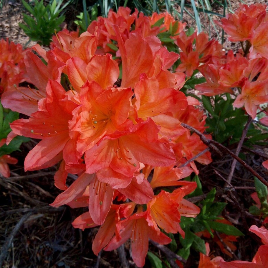 Рододендрон листопадный Пинк Делайт