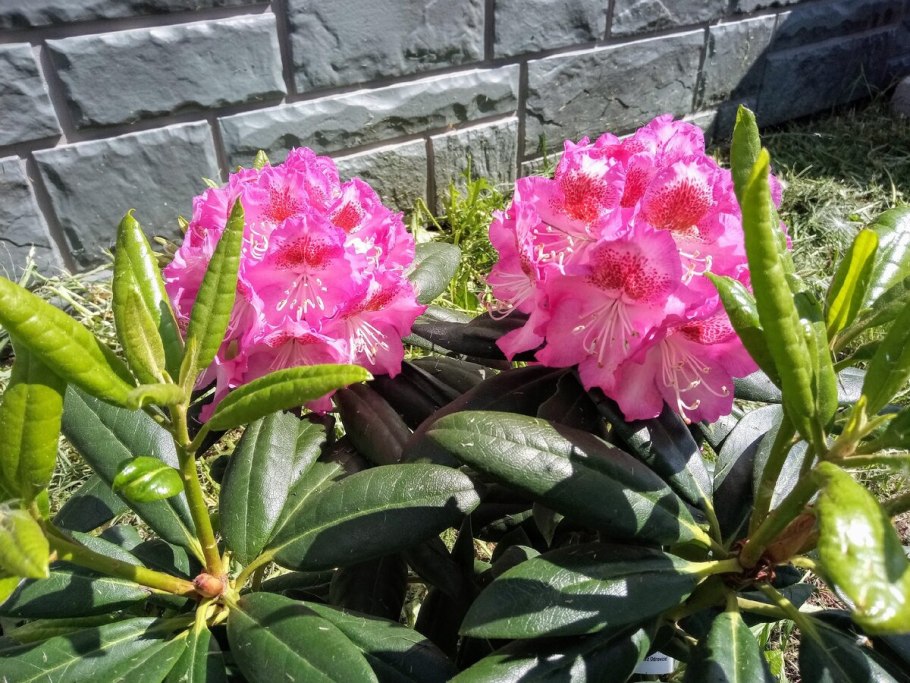 Рододендрон Карибия