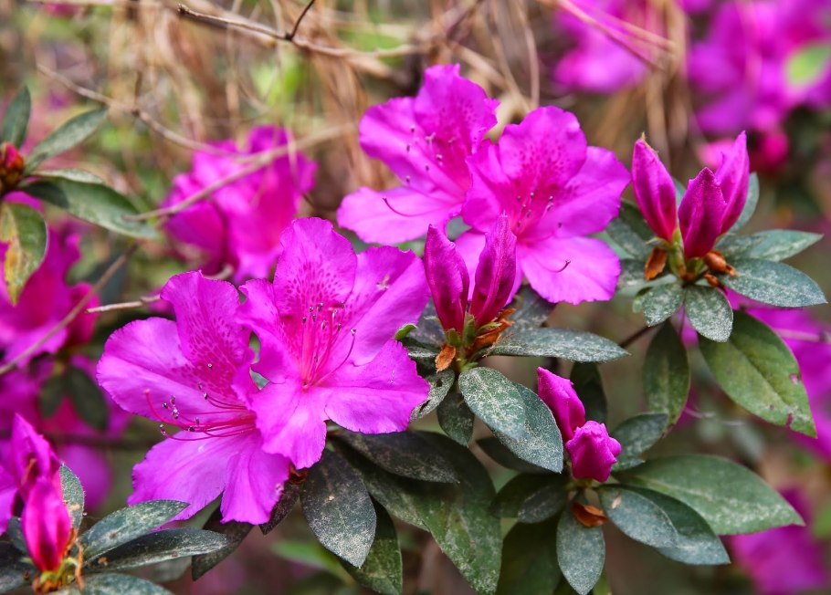 Рододендрон йедский