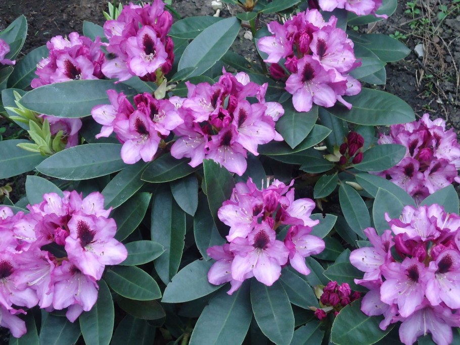 Клео рододендрон