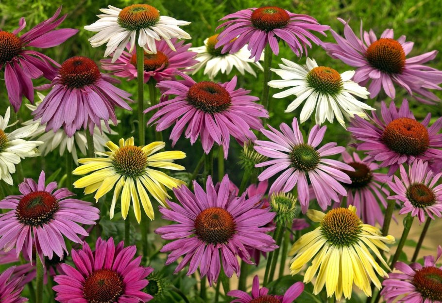 Эхинацея (Echinacea)